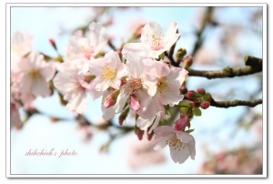 戀戀吉野櫻 - 天元宮