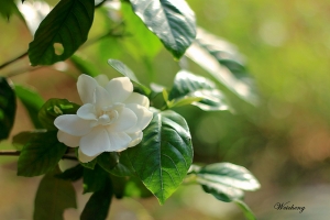 找不到荷花拍，只能拍茶花