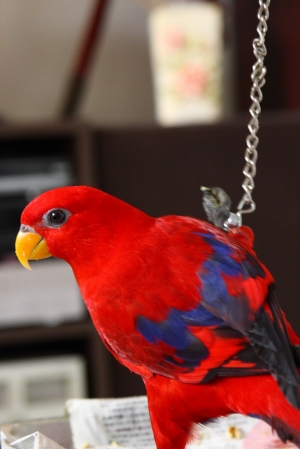 第一次打鳥～～這樣也算嗎？