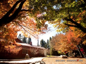 秋楓攝旅-福壽山農場篇