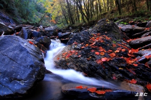 中橫102.5及108k楓紅