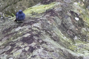 剛得知名字的-鉛色水鶇