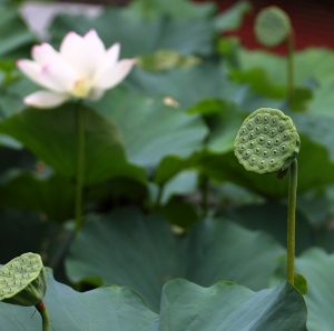 荷~蓮...搞不清楚之新手拙作首發