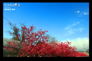 不免俗的來一下泰安,大坑的SAKURA