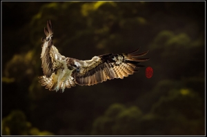 +君臨天下+@毒魔兔