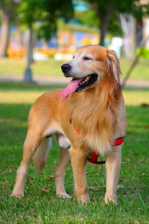 黃金獵犬-Seven@美崙科學公園