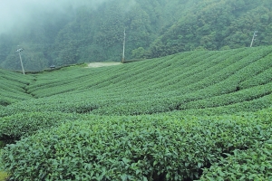 凍頂烏龍生八卦[密佛格]