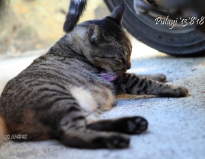 奶基宿醉的九份