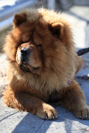 紅又大 請小心[彩攝糖](慎入)