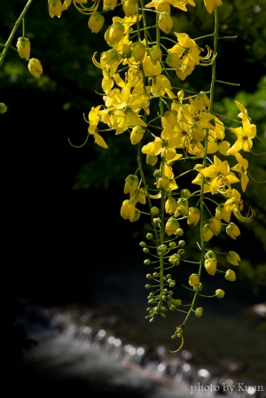 阿勃勒‧黃金之夏