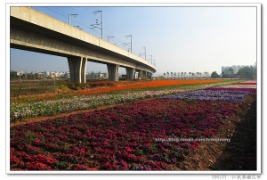 高雄高鐵下的花田