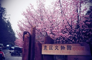 2/24武陵農場~雨櫻