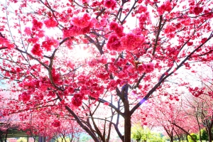 隔了一年~櫻花又開了!!(埔里)