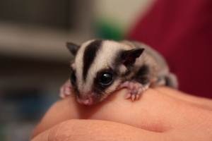 我家的蜜袋鼯小乖