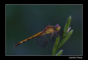 蜻蜓 / 豆娘及食牙蠅