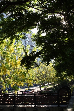 0615-建功路阿勃勒