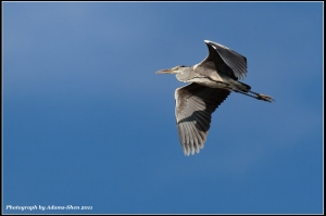 The Shadow＠毒魔兔