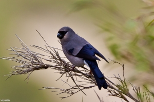 合歡拍鳥-灰鷽