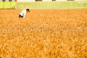 麥田風情
