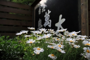 台北澳萬大隨拍