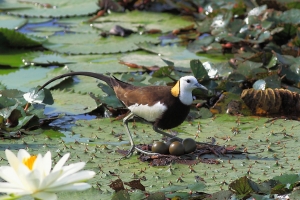 凌波仙子_台灣水雉Pheasant-tailed Jacana