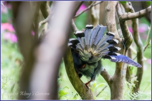 2012 杰克的隨拍 (22) 森林裡的祕密會議