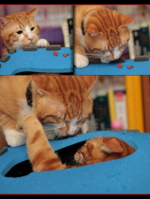 貓咪～兩隻貓咪～