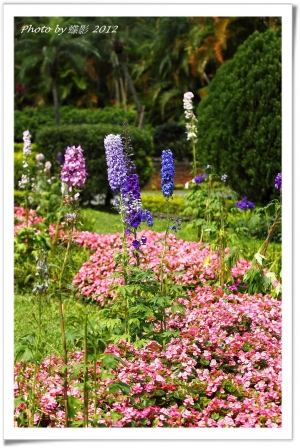 久違了CF~花草圖還請指教~蝶影