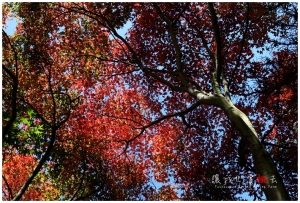 [台中]讓我們賞楓去-武陵戀秋楓(上)