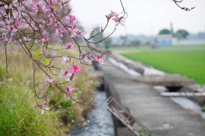 宮粉羊蹄甲（學名：Bauhinia variegata）香港櫻花 EF100L