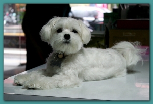 一歲-瑪爾濟斯-♀