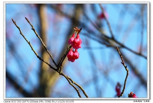 巴棍農場跨年去