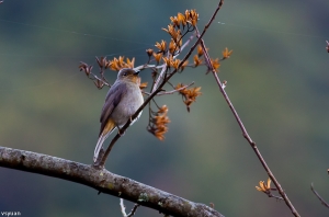 大雪山的鳥-黃腹琉璃(母)
