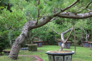 [5D III] 5D3+24-70 II_ 3.盆景篇 -by jyp.