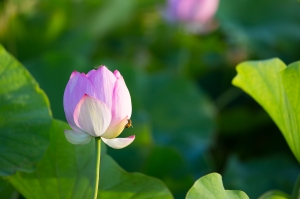 新屋蓮園拍荷去