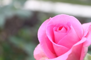 20100125 春。暖。花。開