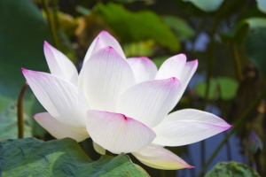 主題就是大自然