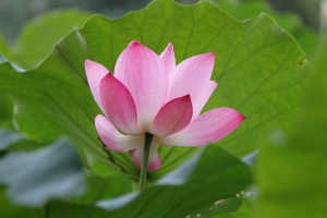 粉與白 美荷世(圖多18pcs)