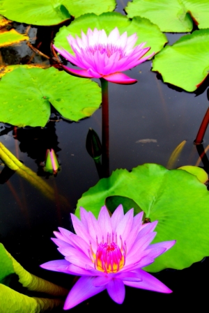 解攝影的癮---隨拍蓮花