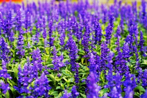 ▲賞花隨拍▼大安