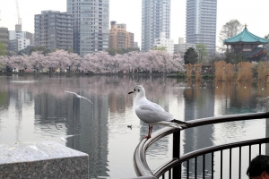 2015東京和郊區自助旅行 (築地 上野公園) DAY5 上
