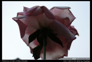 Sophies植物微距攝影集153