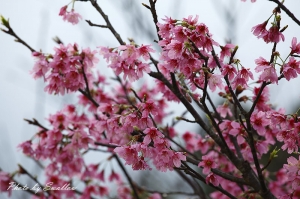 三芝-櫻花,梯田及八連溪溪曝