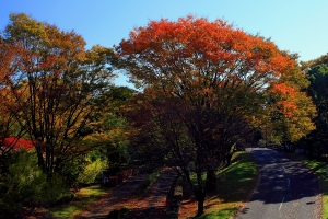 秋の昭和記念公園