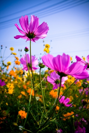 花無題