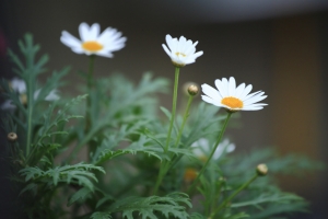 自家小花園