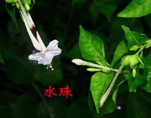 水珠