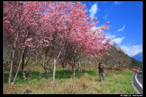 武陵櫻花之美~