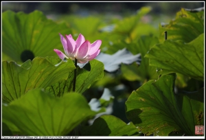 休假胡亂拍第五集--狂吐之後的好康