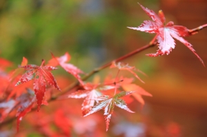 福壽山＆武陵農場～楓之美